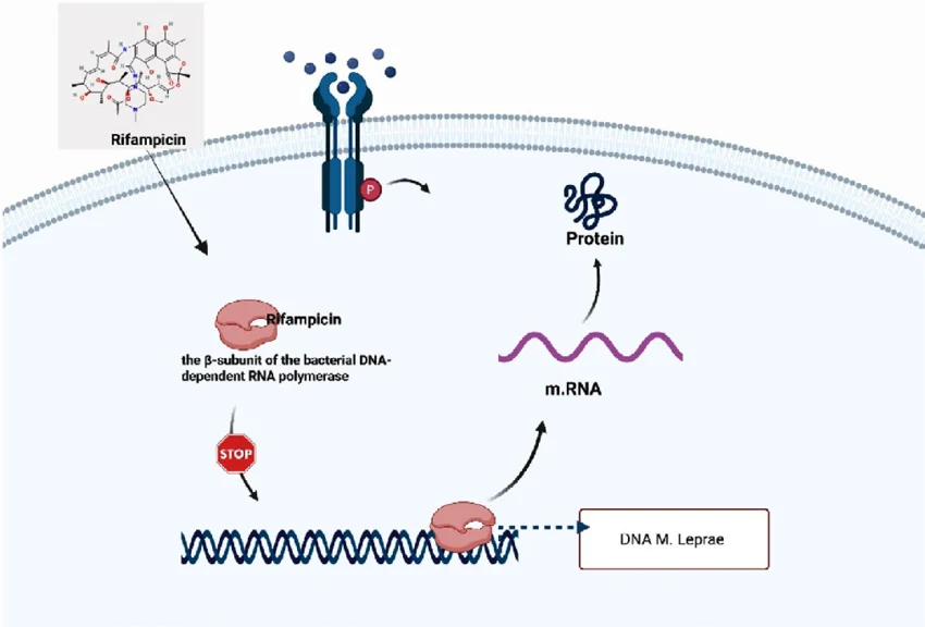 rifampicin RNAP binding